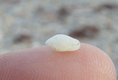 Austroginella translucida