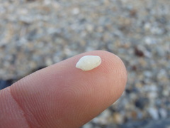 Austroginella translucida