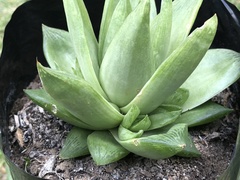 Haworthia