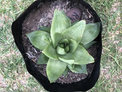 Haworthia