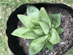 Haworthia