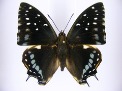 Charaxes etesipe etesipe
