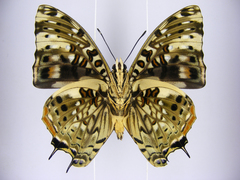 Charaxes etesipe etesipe