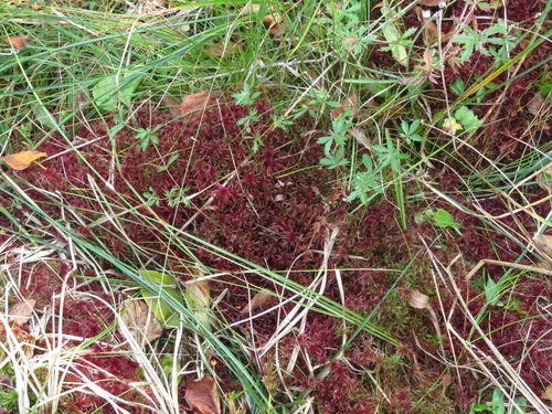 Image of Sphagnum warnstorfii by (c) Milan Chytrý, some rights reserved (CC BY)