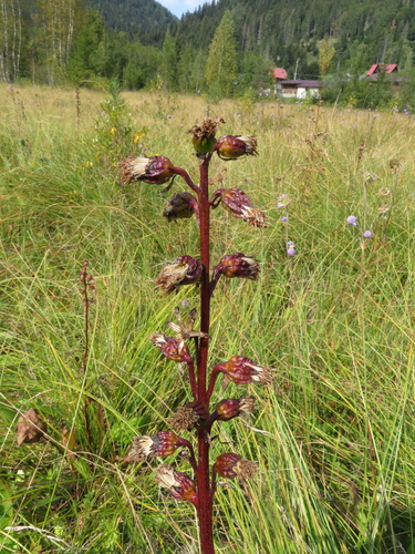 jazyčník sibírsky (Ligularia sibirica)