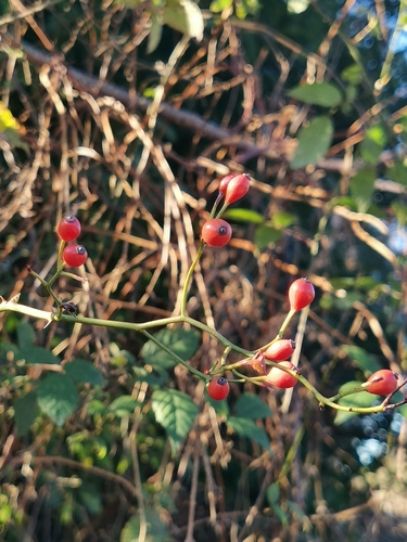 ruža mnohokvetá (Rosa multiflora)