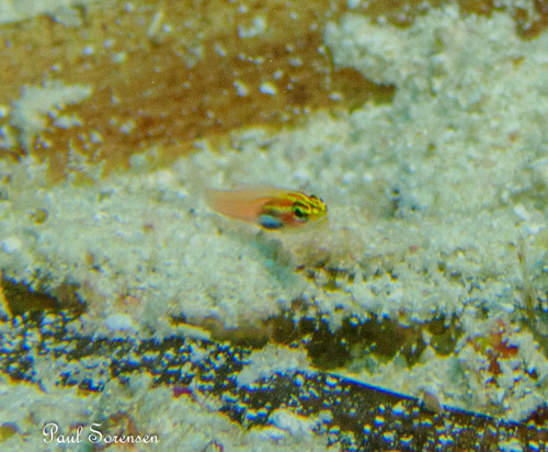Eviota atriventris observed 2023-12-08