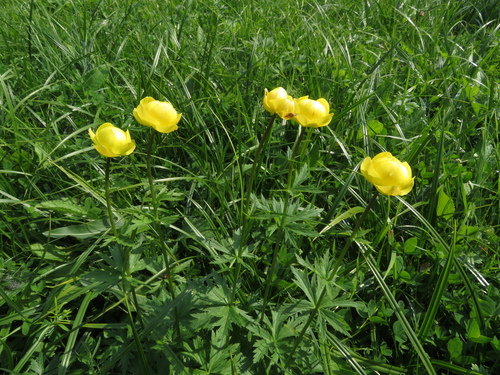 žltohlav najvyšší (Trollius europaeus transsilvanicus)