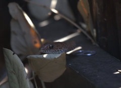 Psammophis mossambicus