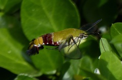 Cephonodes hylas virescens