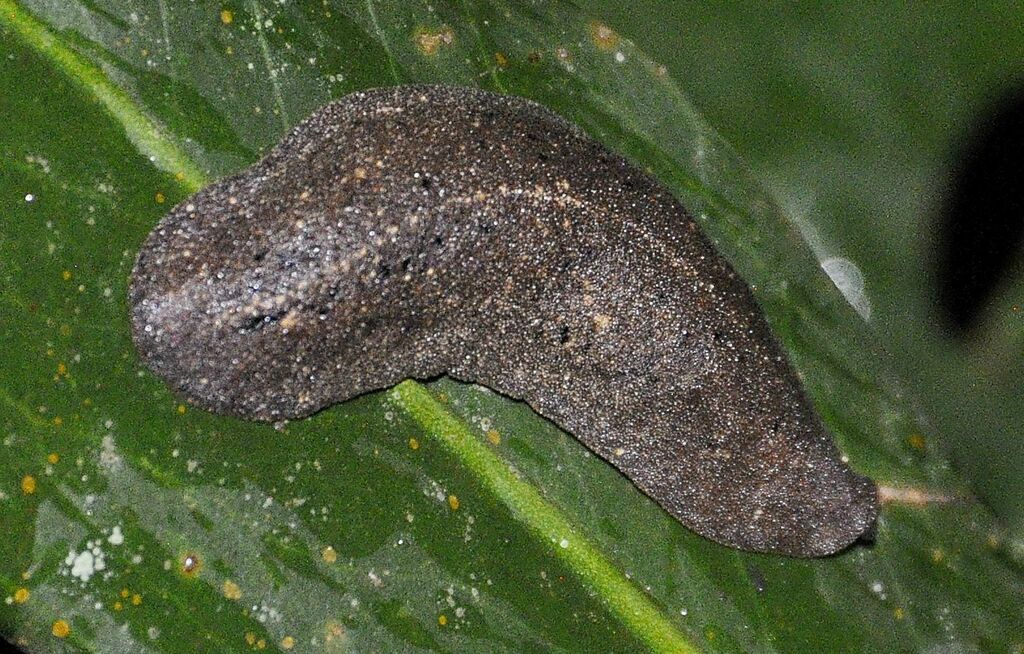 Colosius confusus