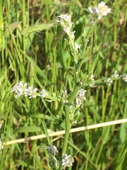 Lepidium spinosum