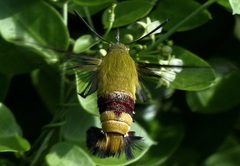 Cephonodes hylas virescens