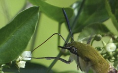 Cephonodes hylas virescens