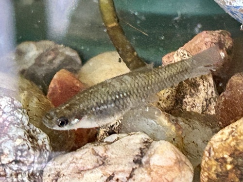 Tienvlek-levendbarende (Cnesterodon decemmaculatus) — Poeciliidae — 5