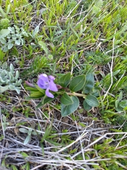 Vinca herbacea