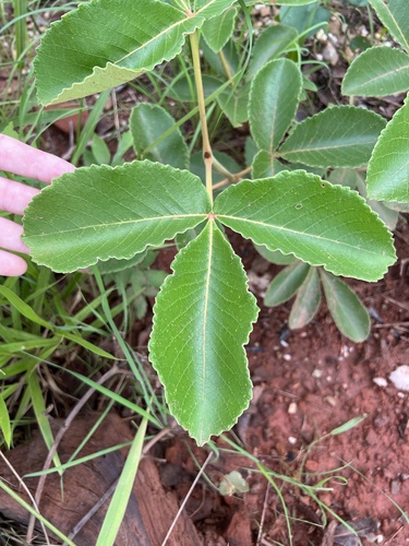 Foto de Pequiá