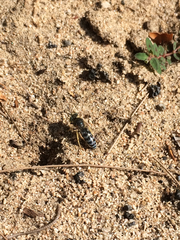 Bembix americana comata