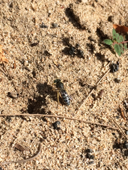 Bembix americana comata