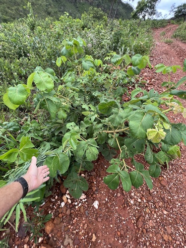 Foto de Pequiá