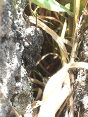 Prionosthenus syriacus