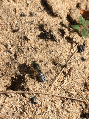 Bembix americana comata