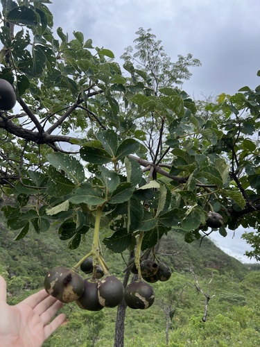 Foto de Pequiá
