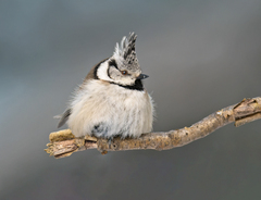 European Crested Tit photo 1