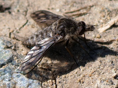 Conophorus fenestratus