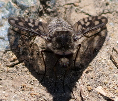 Conophorus fenestratus