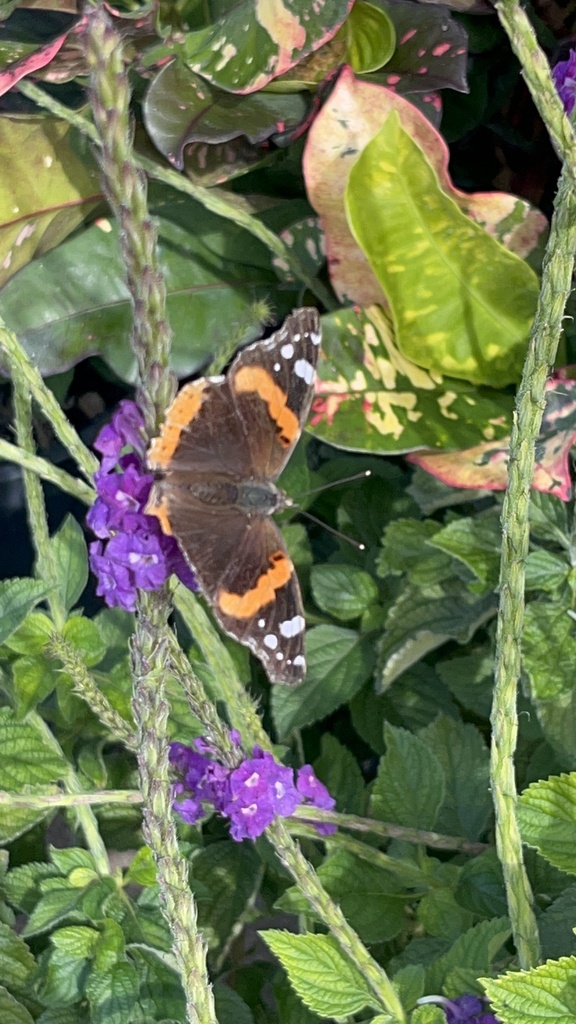 Red Admiral In January 2024 By Gobutterfliesgalore INaturalist   Large 