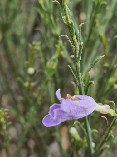 Image of Broom Bush (Eremophila scoparia) by no rights reserved