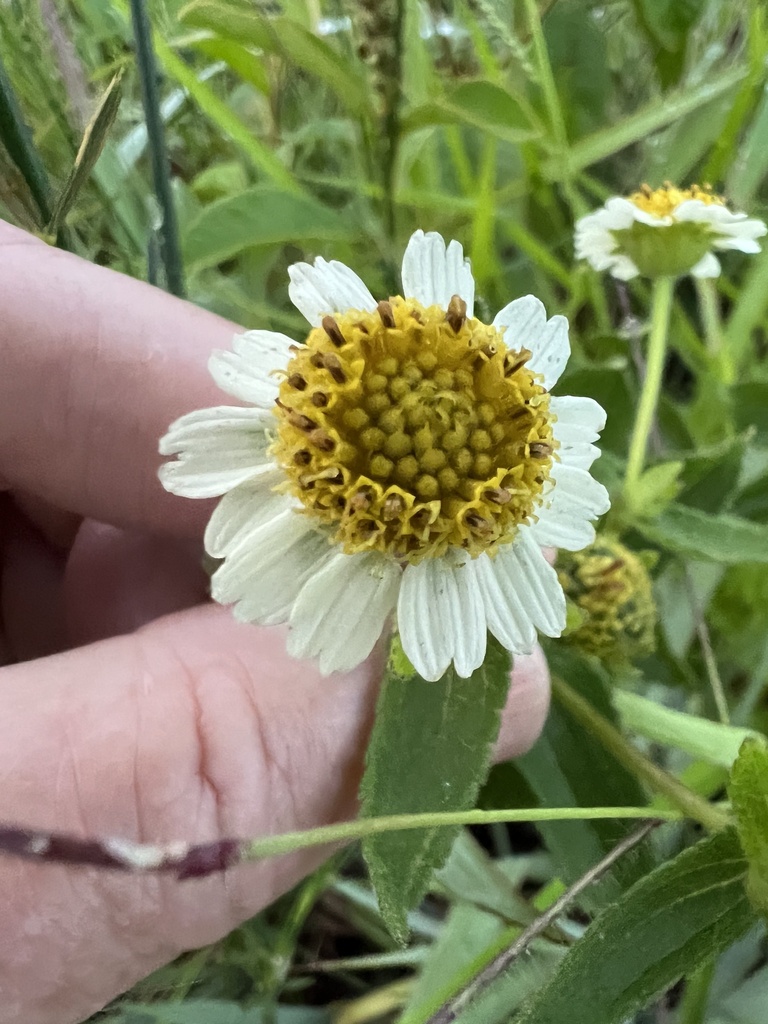 Wedelia trichostephia