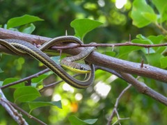 Psammophis orientalis