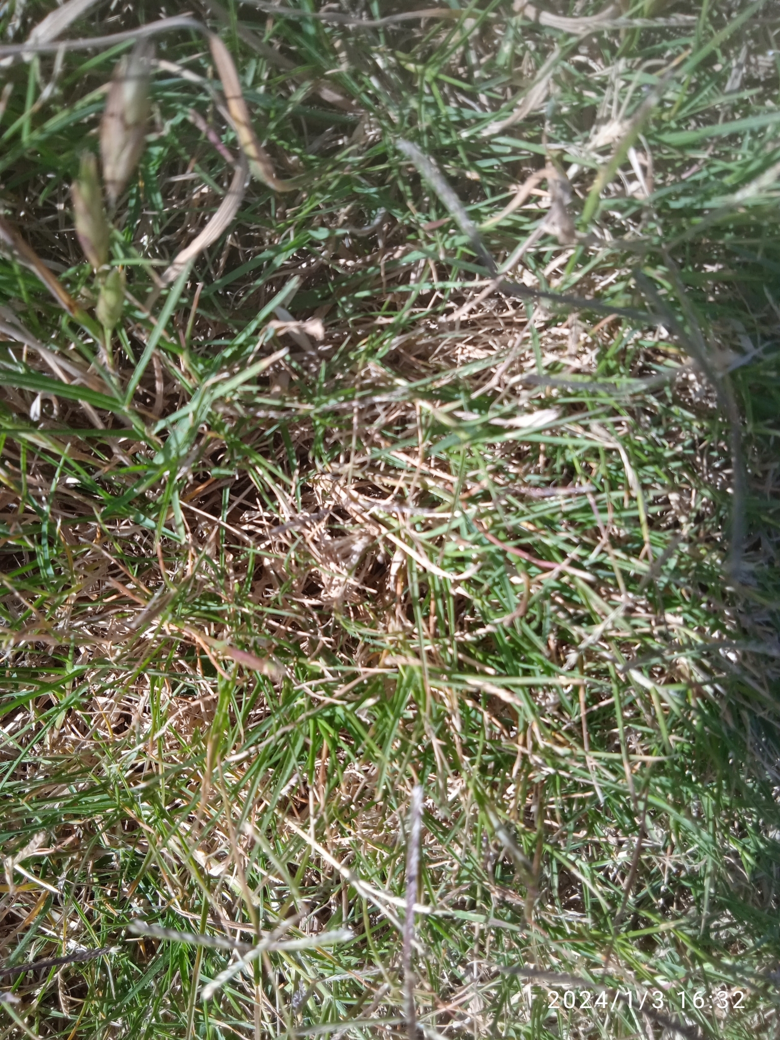 Imagem de Grama-bermuda
