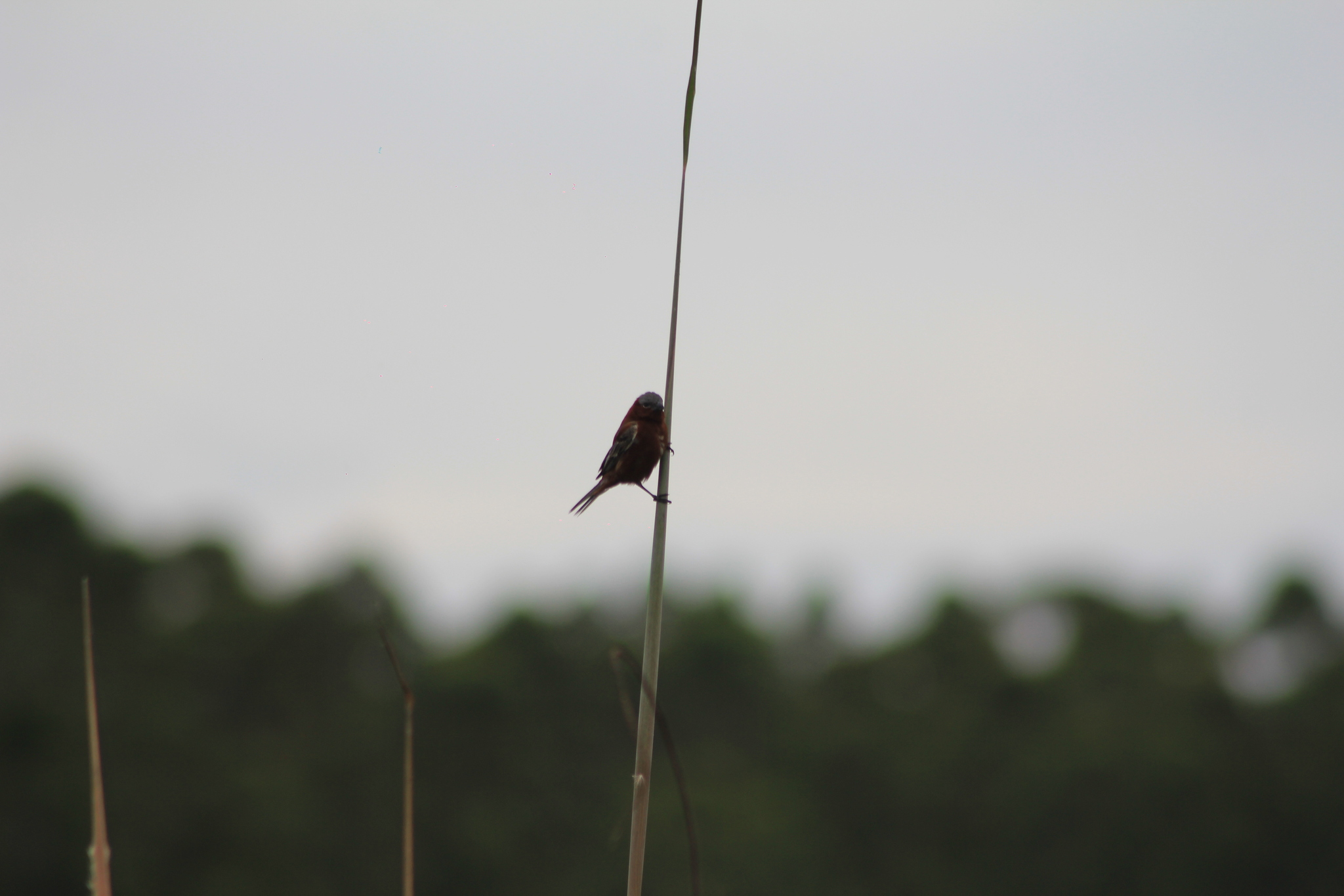 Chestnut Seedeater (Sporophila cinnamomea), photo 9