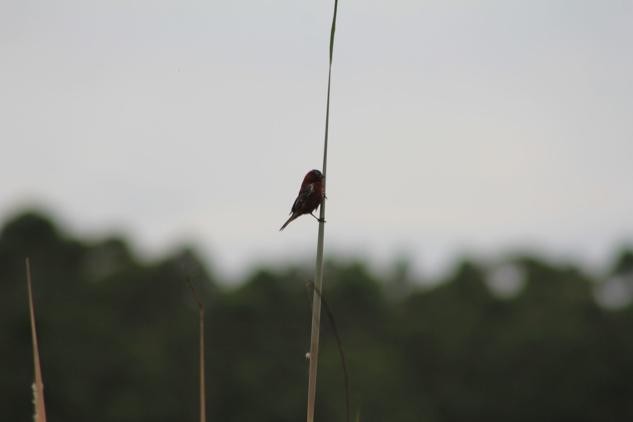 Chestnut Seedeater (Sporophila cinnamomea), photo 10