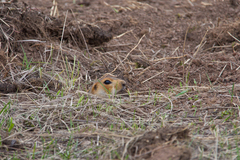 Spermophilus major
