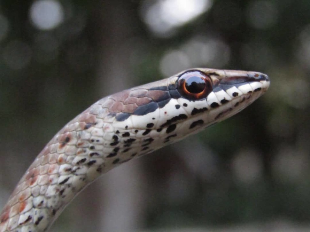 Link-Marked Sand Snake