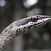 Link-marked Sand Snake - Photo (c) Joshua Rains, some rights reserved (CC BY-NC), uploaded by Joshua Rains