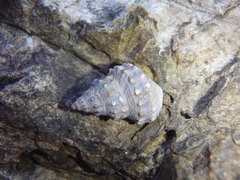 Nodilittorina pyramidalis