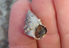 Nodilittorina pyramidalis