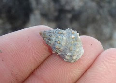 Nodilittorina pyramidalis