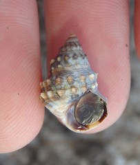 Nodilittorina pyramidalis