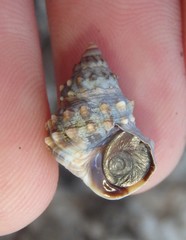 Nodilittorina pyramidalis