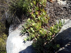Carpobrotus edulis parviflorus