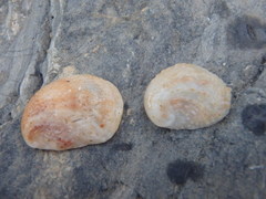 Bostrycapulus pritzkeri