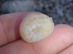 Bostrycapulus pritzkeri