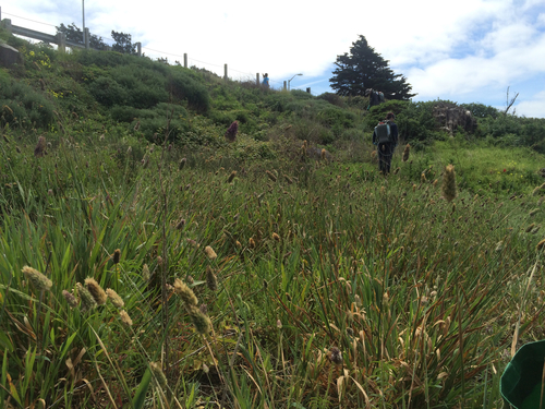 California canarygrass (Phalaris californica)