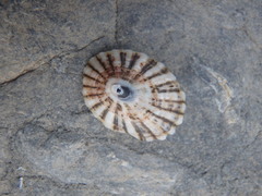 Scutellastra peronii